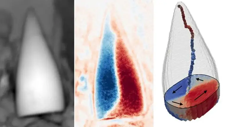 Mágneses helymeghatározó rendszert találtak ősi állati fosszíliákban