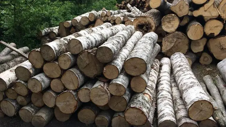 Illegális fakivágás miatt nyomoz a rendőrség a Munkácsi járásban. Fotó: Ukrán Nemzeti Rendőrség