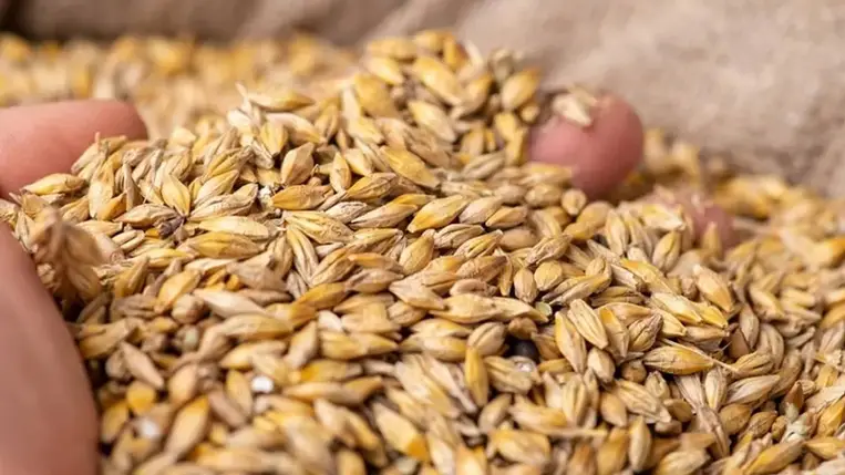 Egyiptom figyelmen kívül hagyta Ukrajna követeléseit és fogadta az Oroszország által lopott gabonát