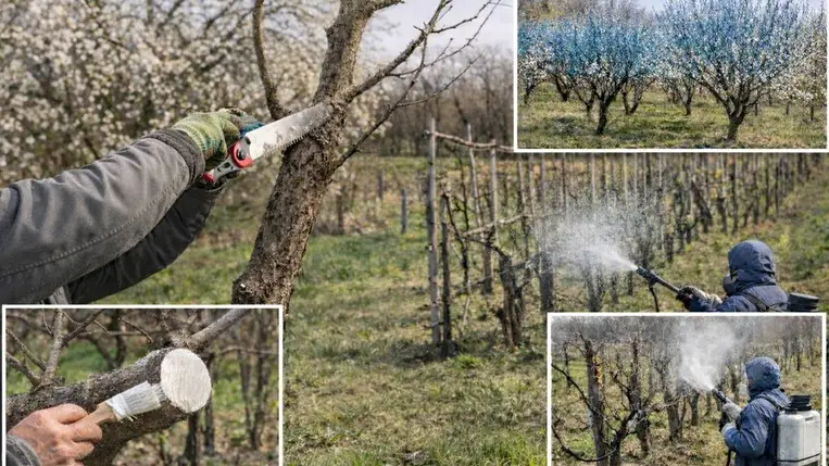 Itt a tavasz – a metszés és a lemosó permetezés ideje