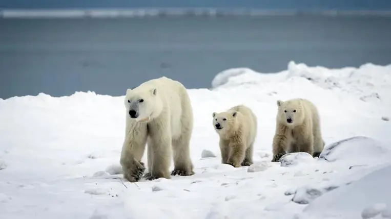 Váratlan dolog történik a jegesmedvékkel — a kutatók is tátott szájjal figyelik az eseményeket