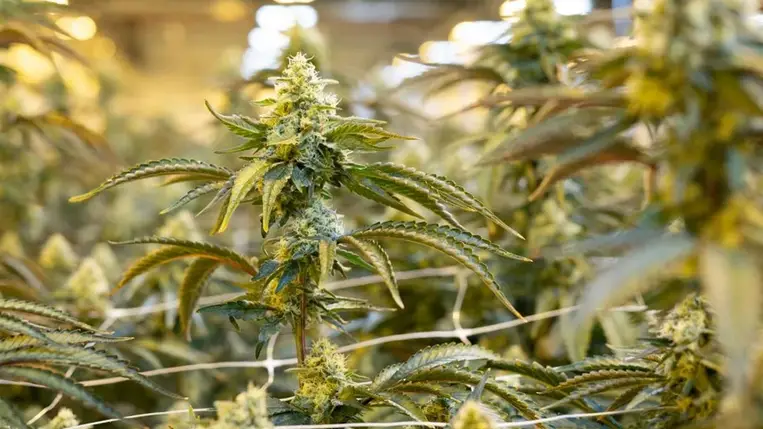 A kannabisz hatása sokkal súlyosabb, mint hitték