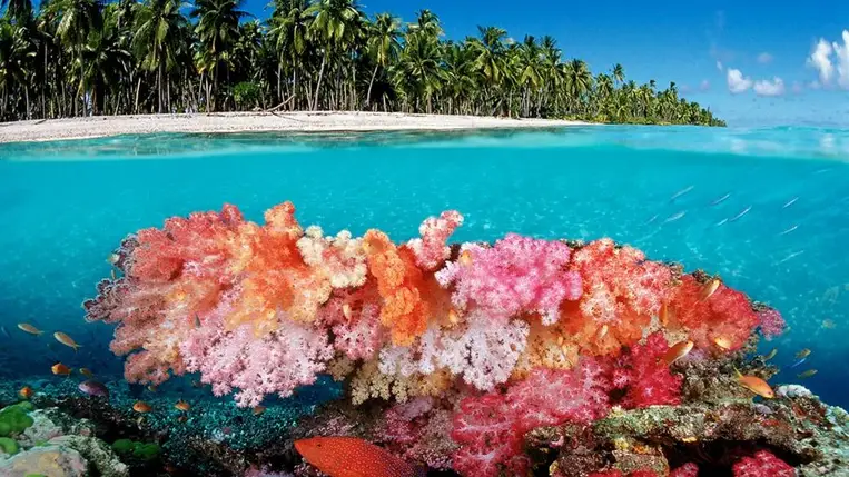 Érdekes dolog derült ki a korallzátonyokról