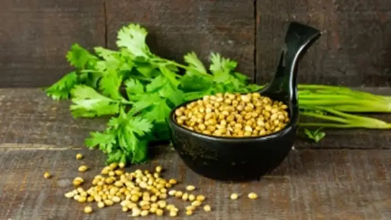 A koriander 7 meglepő hatása az egészségre