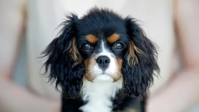 Döbbenetes: kutyák is lehetnek autisták