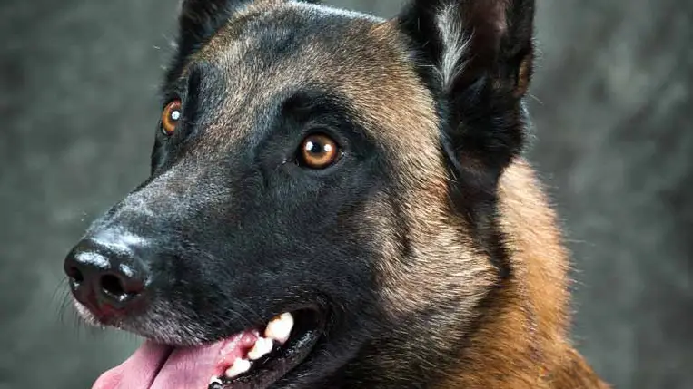 Kiderült, melyik a legokosabb kutyafajta