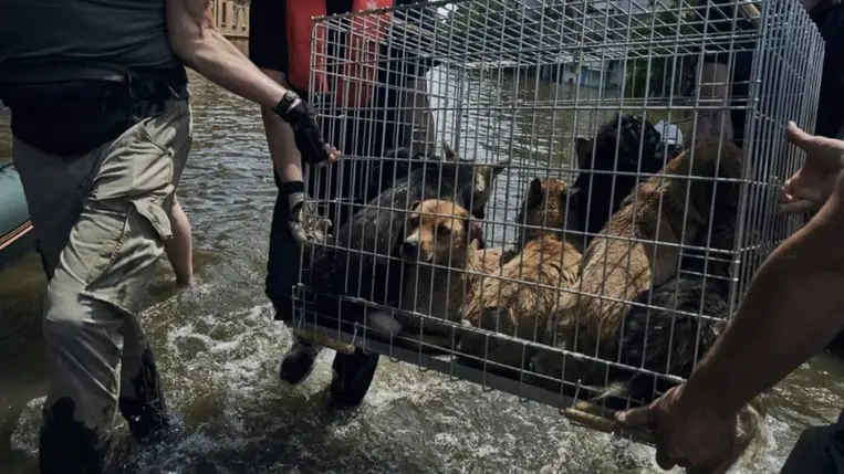 Önkéntesek mentik a hátrahagyott állatokat Ukrajnában. Illusztráció