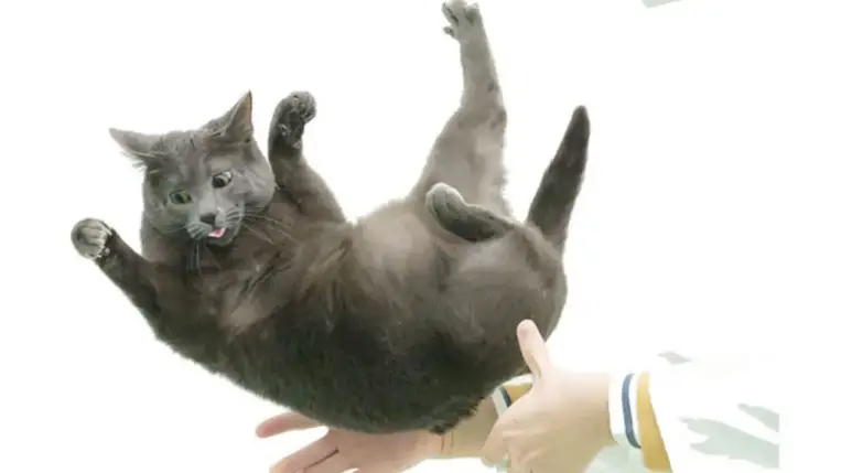 Megfejtették, miért esnek mindig talpra a macskák