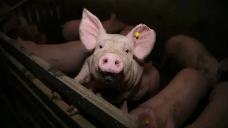 A malacok vethetnek véget a transzplantációs várólistáknak