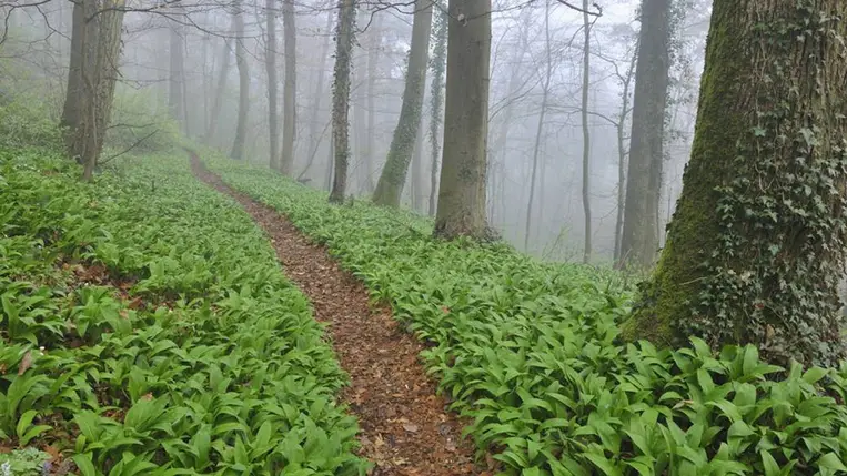 Gyulladáscsökkentő, szívvédő, és most mindenhol ott van