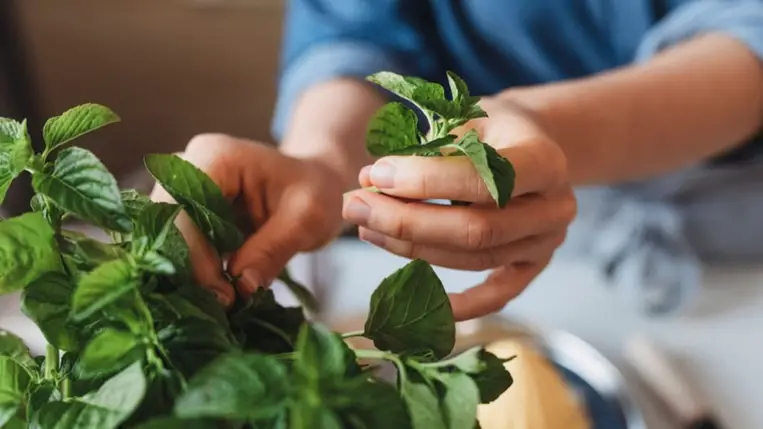 Ennek a növénynek az illata csökkenti az étvágyat – tudományosan igazolt