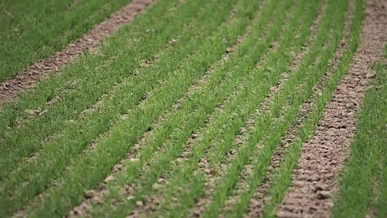 Meteorológia – 2025 - Csapadékra várva