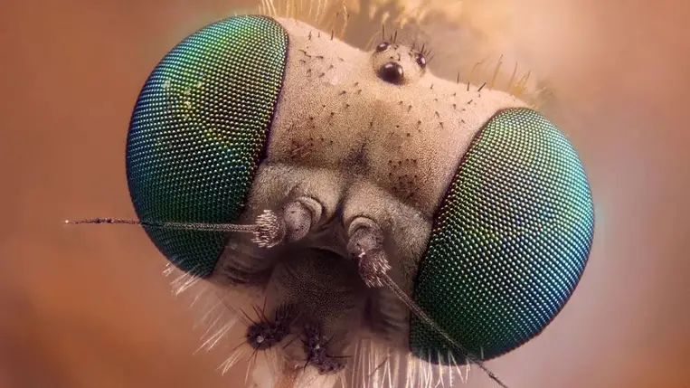 Kiderült, a mozaik mintázatok nagyon hatékonyak a természetben