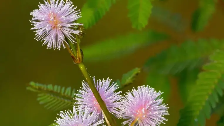 A növények okosabbak, mint eddig hittük