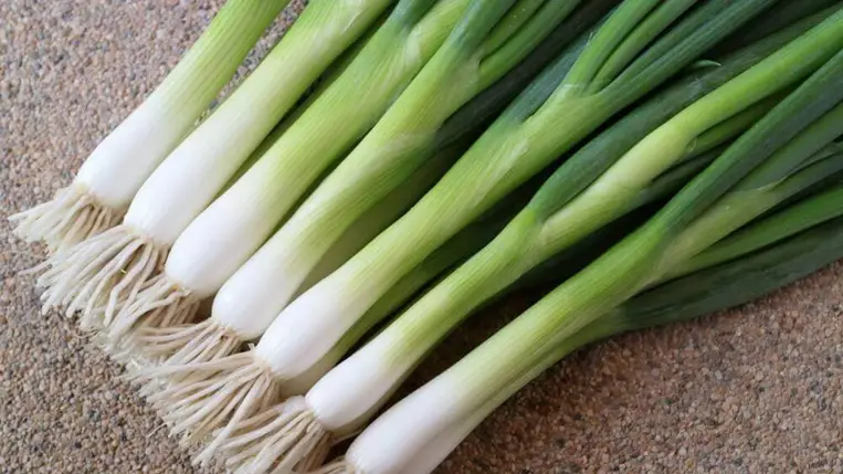 A legkorábbi hajtatott vitaminforrásunk (1.)