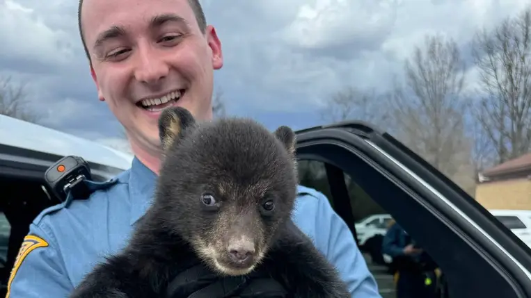 Árván maradt bájos medvebocs életét mentette meg egy amerikai rendőr. Kiemelt kép forrása: a New Jersey-i rendőrség közösségi oldala