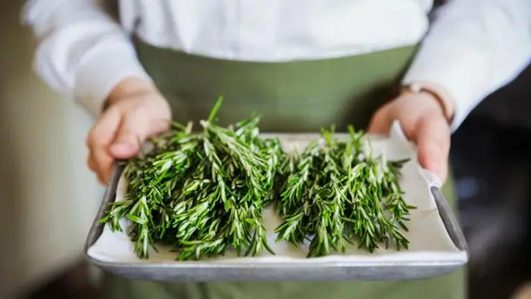 A rozmaring csodás hatásai: többféle formában is támogatja az egészséget