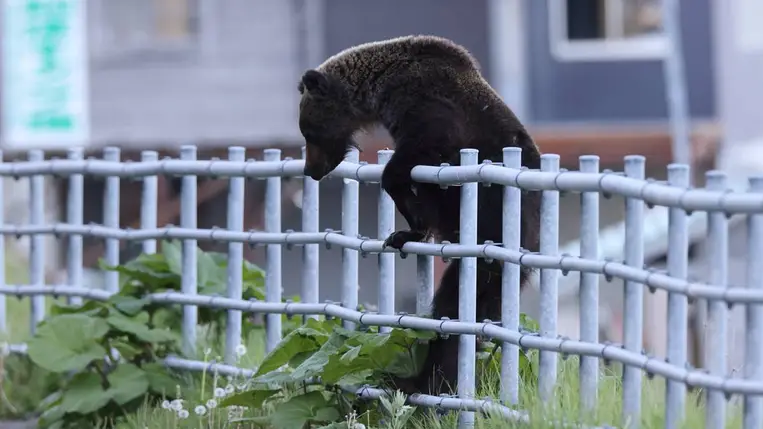 Negyedszer tört be ugyanabba az üzletbe egy édesszájú medve. Illusztráció. Fotó: Internet