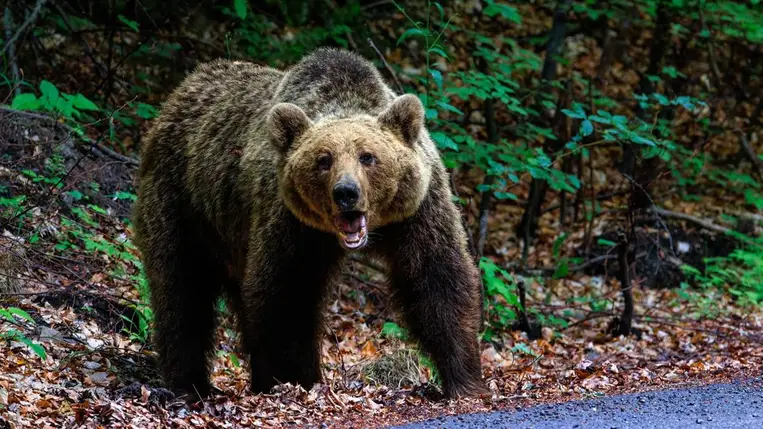 Medvetámadás. Illusztráció. (Fotó: Shutterstock)