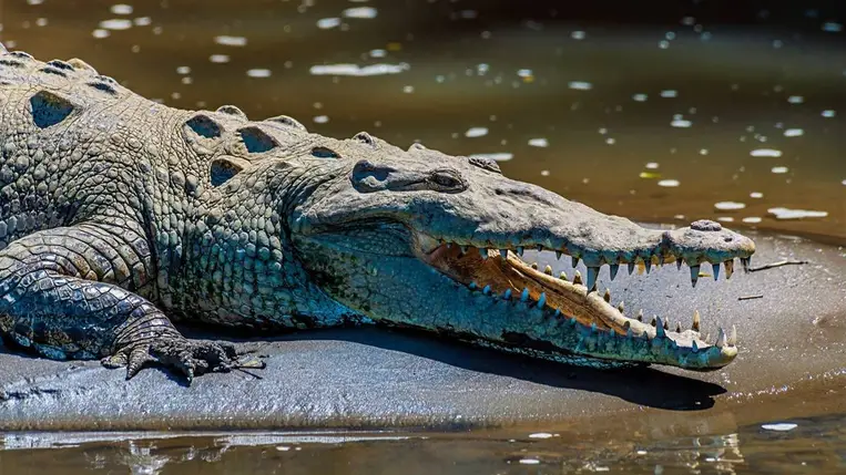 Krokodil. Illusztráció. (Fotó: Shutterstock)