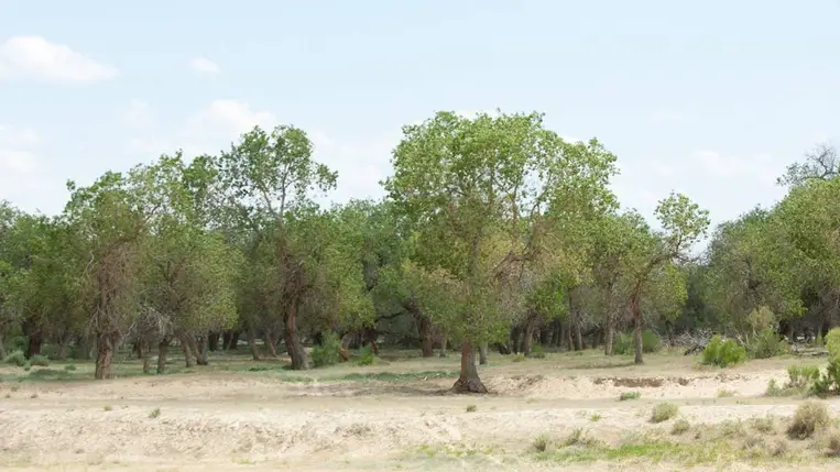 Sűrű, termékeny erdővé változtatták a sivatag egy részét a kínai kutatók.Illusztráció. Fotó: Internet