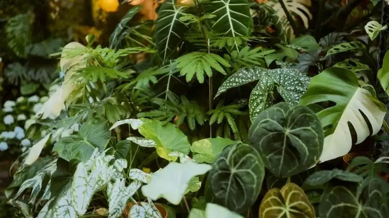 Fény derült a szobanövények titkára; nem fogja elhinni, mit tesznek az otthonával