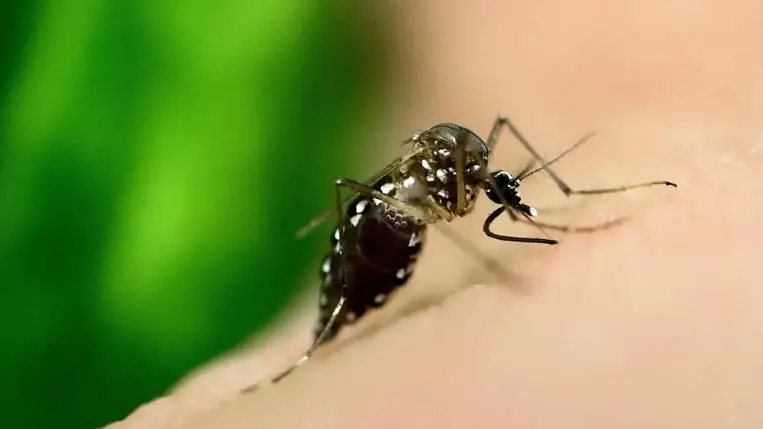 Elkapható a rák egy szúnyogcsípéstől vagy harapástól? A válasz ijesztőbb, mint gondolnánk