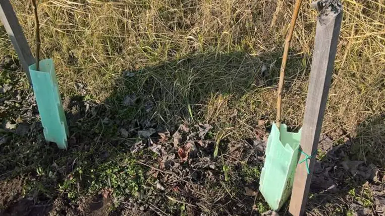 Szőlő és gyümölcsfa telepítése tavasszal