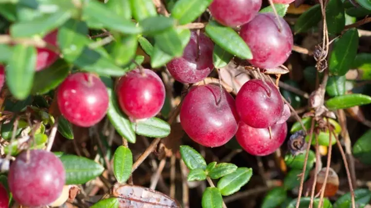 Tőzegáfonya: több jótékony hatása lehet