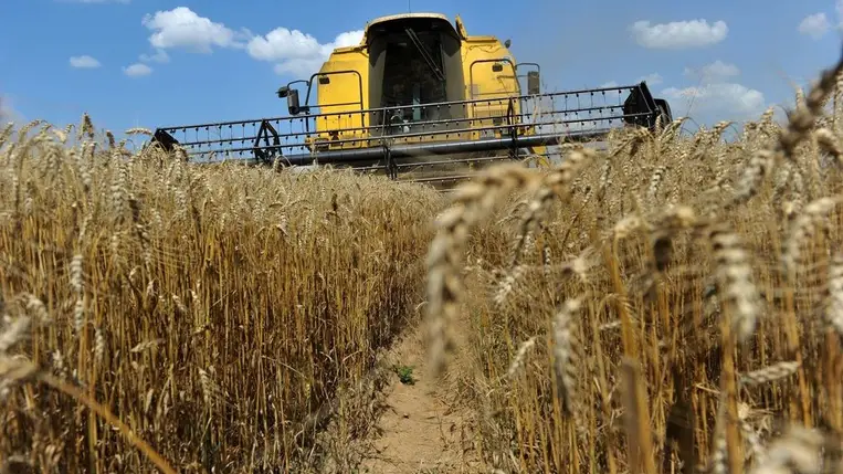 Ukrán gabona. Illusztráció