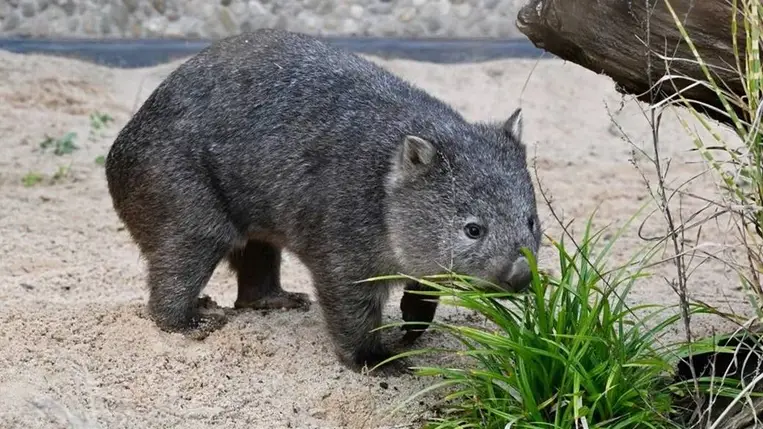Meglepő kutatás: ezért különleges a vombatok ürüléke