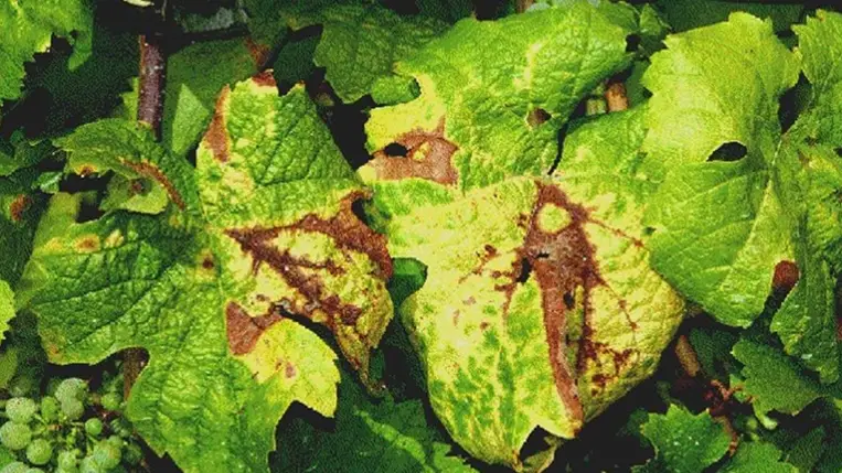 Új szemlélet, másfajta védekezés szükséges - Veszélyes kórokozó a szőlőben – az aranyszínű sárgaságot okozó fitoplazma 