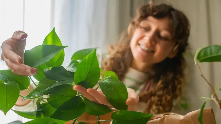 Ebből az 5 szobanövényből legalább egyet muszáj beszerezni