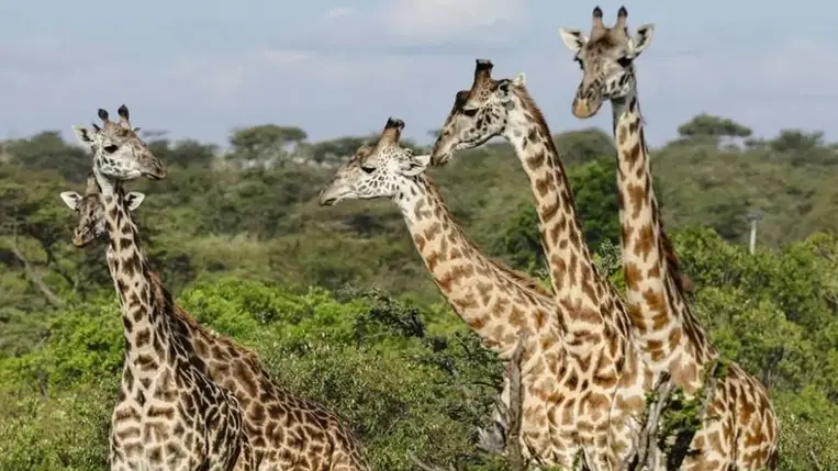 Kiderült, hogy egyáltalán nem néma ez a fenséges állat