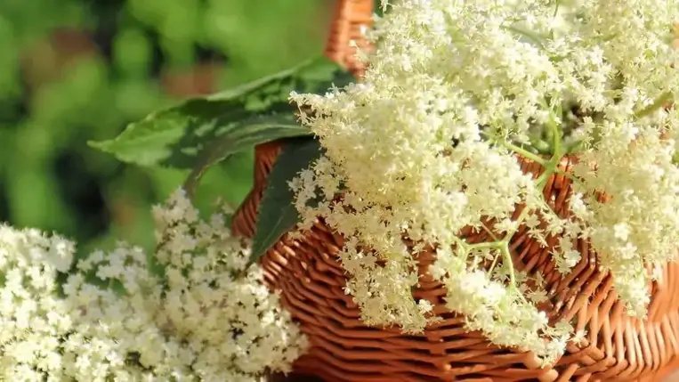 A bodza, mint gyógynövény