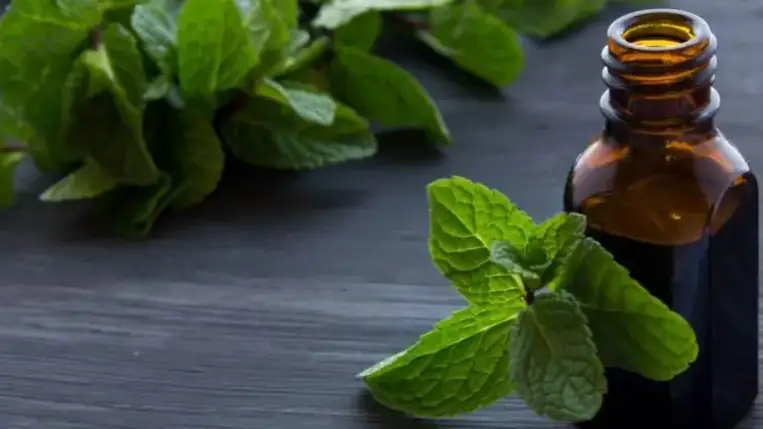 Borsmenta: ezért fogyasszuk rendszeresen!