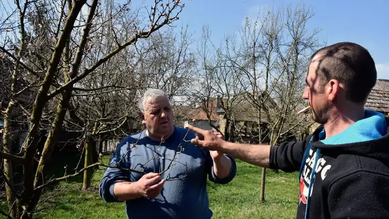 Bebizonyosodott, hogy a hagyományos – például vizes szalmával, gallyakkal való füstölés – sajnos nem hatékony, mivel hajnalok hajnalán, amikor beköszönt a kemény fagy, nem észlelünk semmilyen széljárást, így csak a tűzhöz közeli fák törzsét melegítjük. 