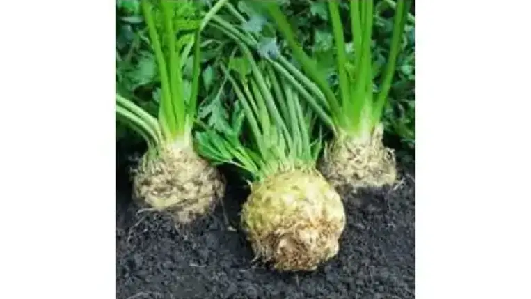 A zeller gyomirtása vegyszeres és mechanikai úton történhet. A mechanikai gyomirtás egyik módja a kapálás, talajlazítás.