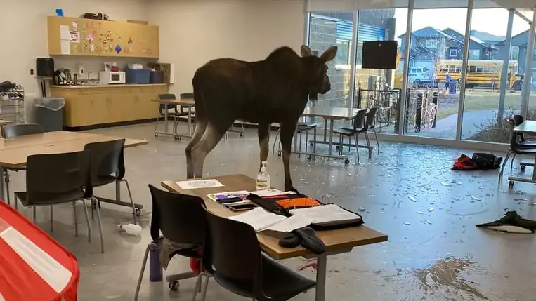 Egy jávorszarvas rontott be egy osztályterembe Kanadában