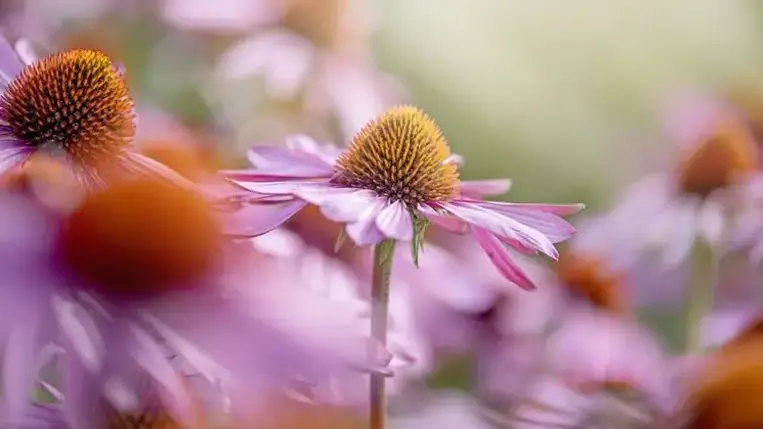 4 tipp immunerősítésre gyógynövényekkel