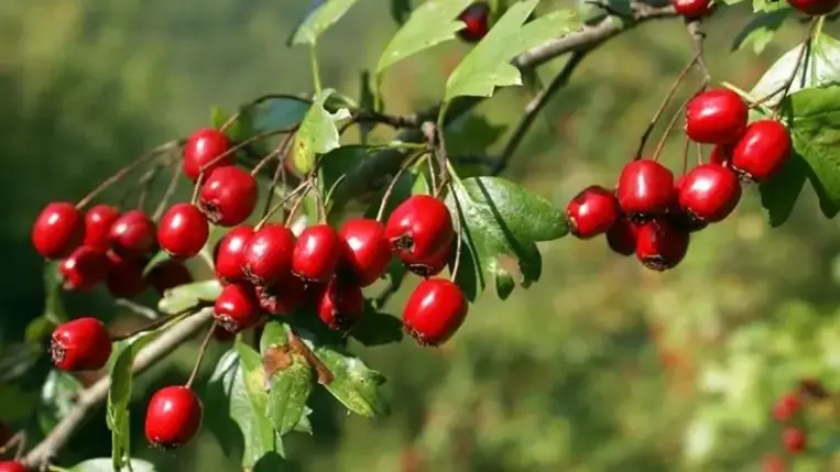A legjobb növények magas vérnyomásra