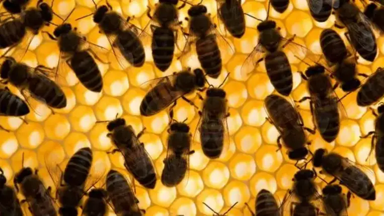 Figyelmeztetik fajtársaikat a gyilkos lódarazsak jelenlétére a háziméhek