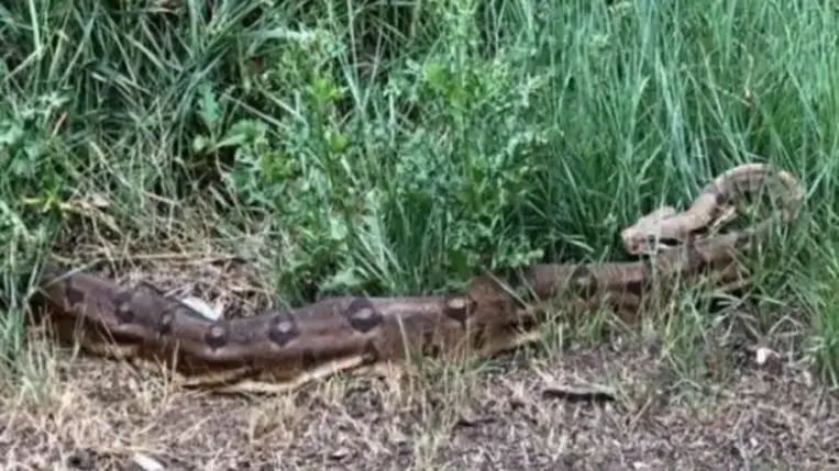 Daruval emelték ki az őserdőből a hatalmas kígyót (Video)
