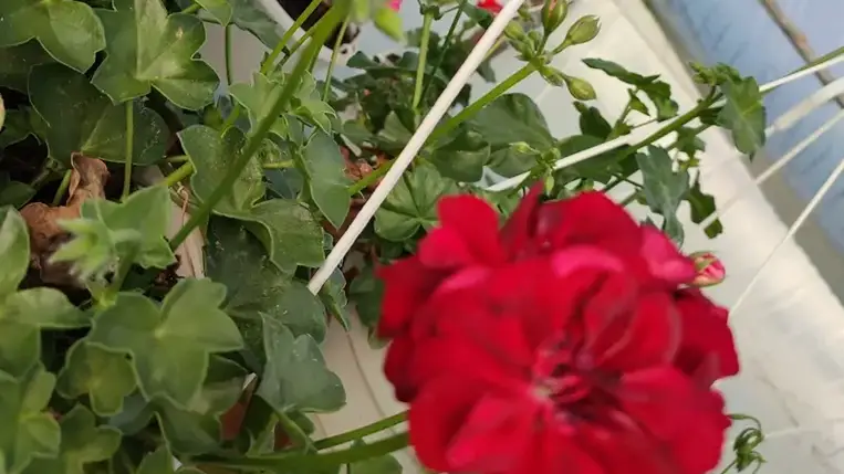 Szezonzáró-tavaszváró, avagy díszkertészek őszi tevékenységei