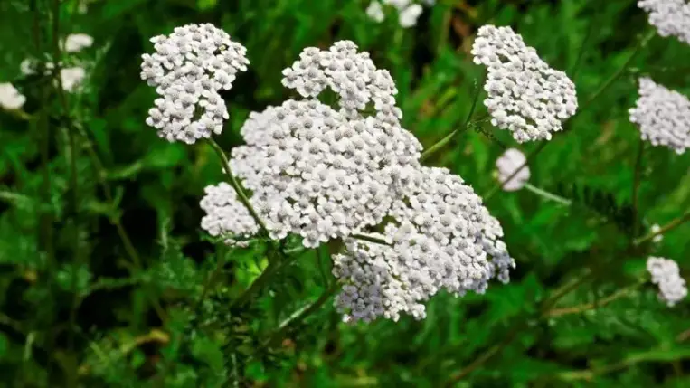 4 meddőség elleni gyógynövény
