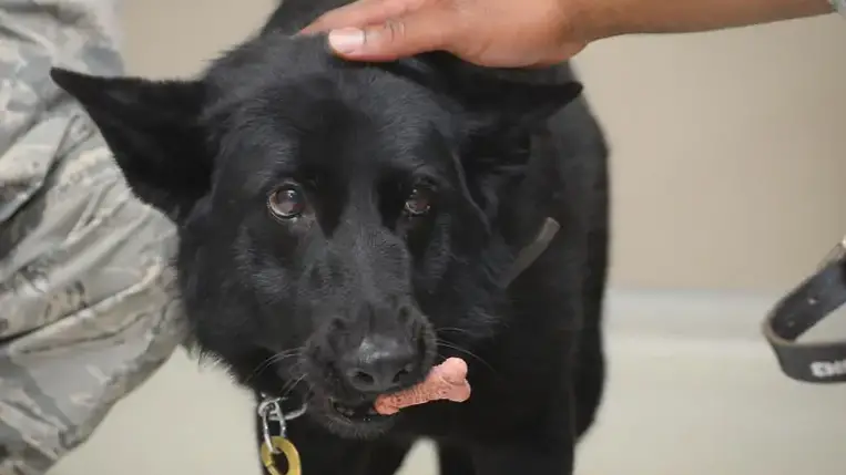 Ezért okoznak szorongást a lakás hangjai a kutyáknak