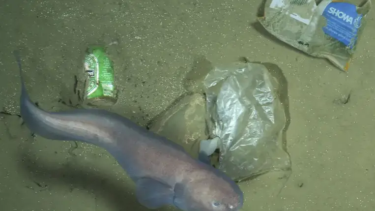 Hajóüzemanyag készülhet az óceáni műanyagszemétből