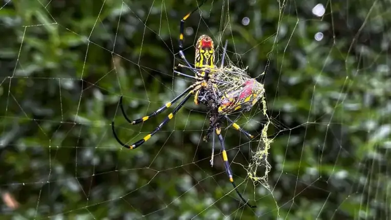 Óriási, invazív pókok hódíthatják meg a világot