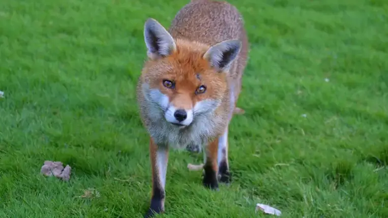 Példátlan méretű kihalási hullám várhat Ausztráliára