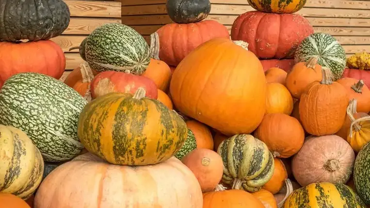 Őszi munka a tökfélék – tök, cukkini, sütőtök, csillagtök, uborkák – betakarítása és fagymentes helyen történő tárolása.